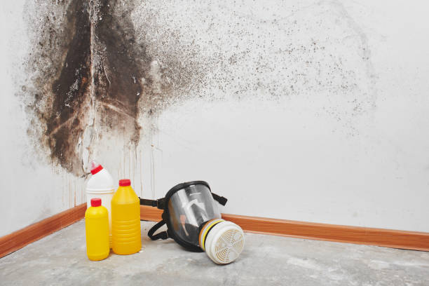 Best Commercial Mold Removal  in Millbrae, CA