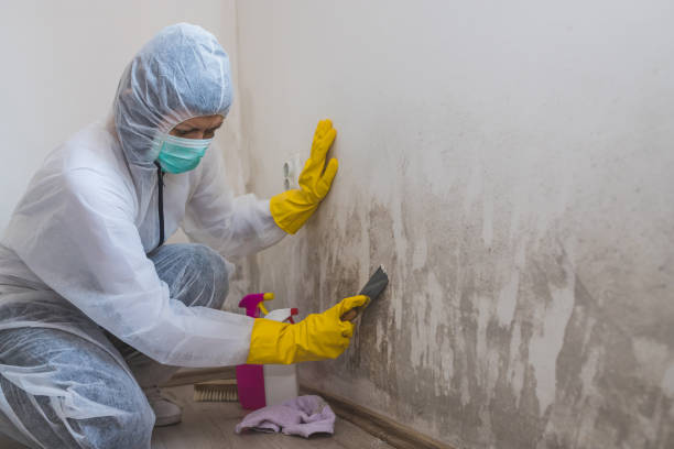 Best Residential Mold Removal  in Millbrae, CA