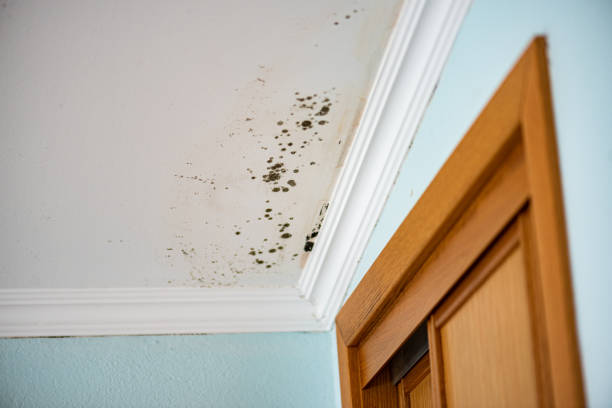 Office Mold Removal Services in Millbrae, CA