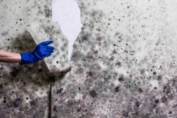 Home Mold Removal in Millbrae, CA