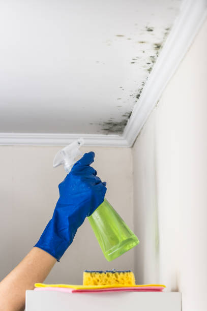 Best Local Mold Removal Service  in Millbrae, CA