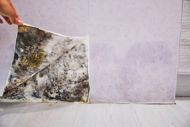 Best Mold Damage Repair  in Millbrae, CA